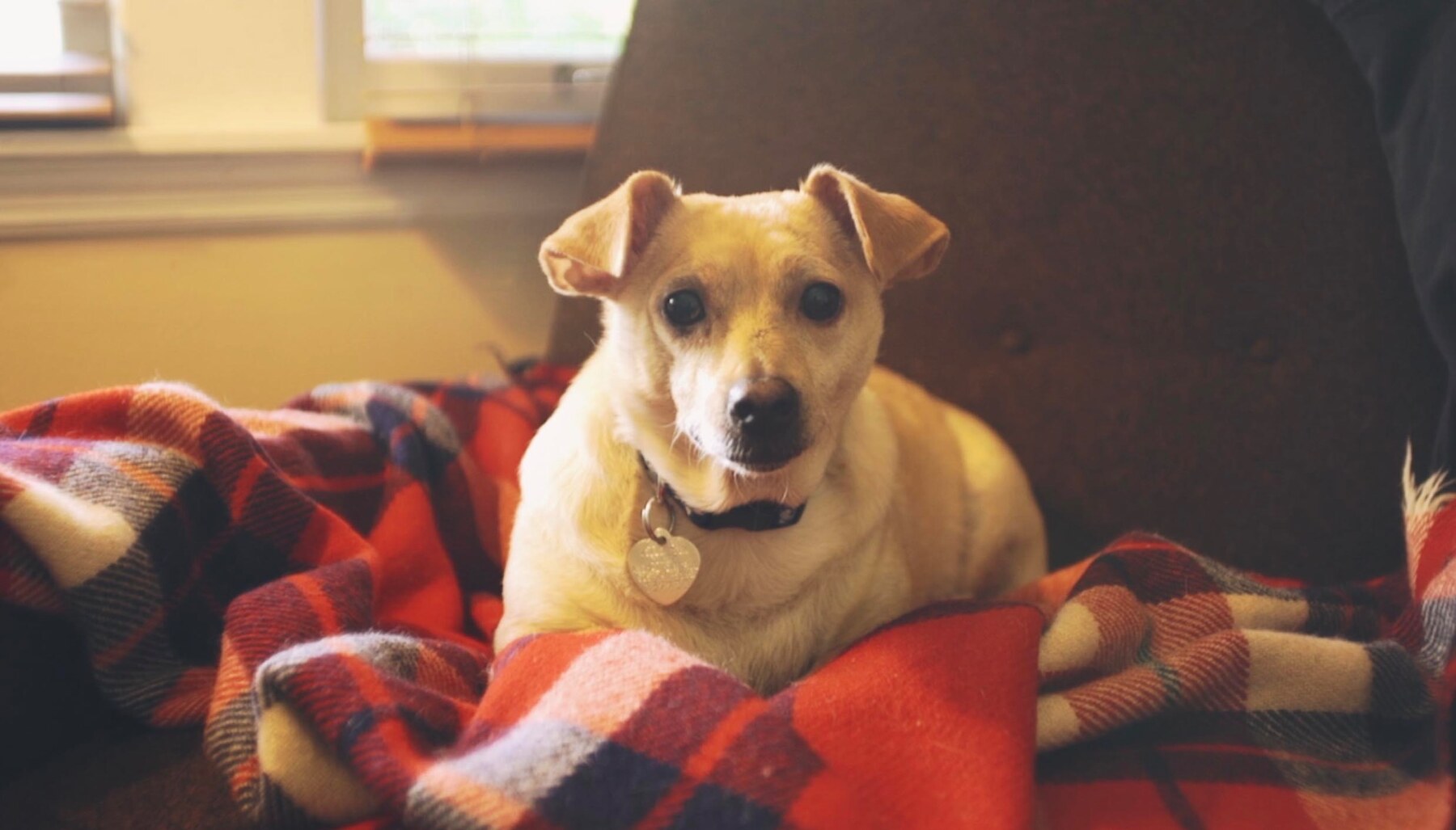 Matt Campbell's dog resting on a plaid blanket